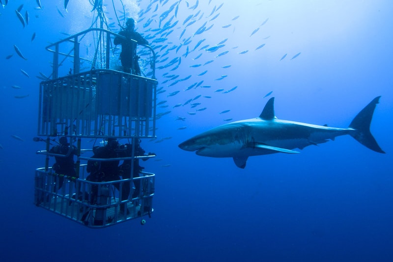 cage diving - water sports 