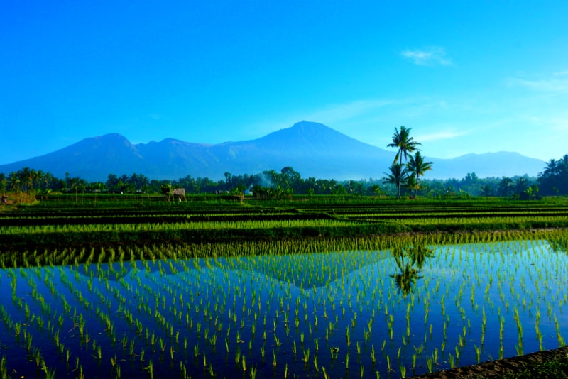 Rice fields Mount Rinjani - 14 Amazing Hiking Trails you Probably didn't Know About