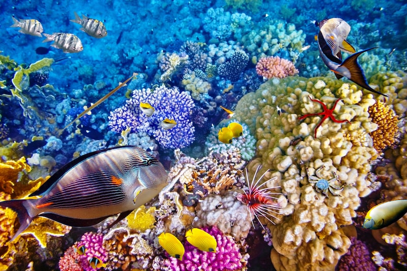 The Great Barrier Reef thrills tourists from all over the world! - Fun things to do in Australia