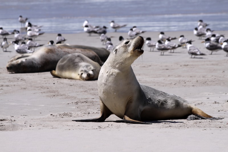 Kangaroo Island - Cose da Fare, Vedere e Mangiare in Australia