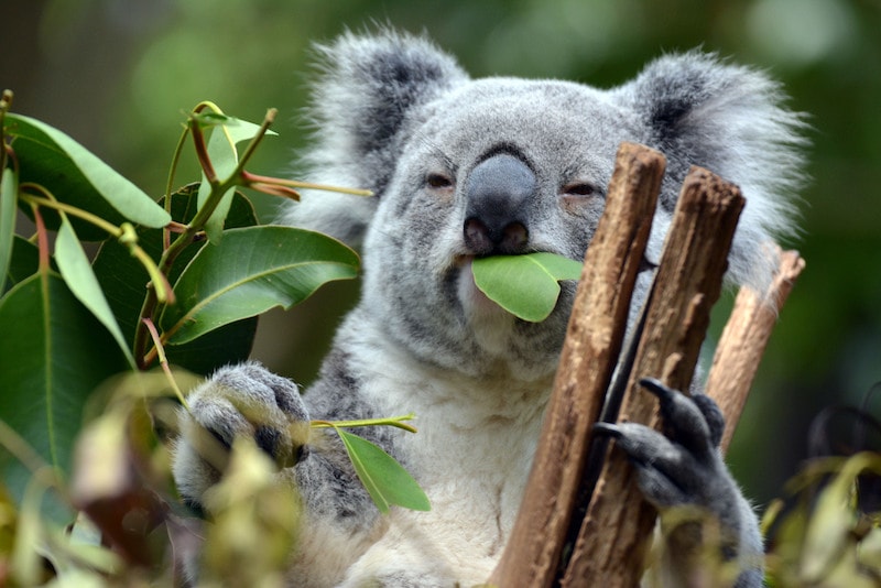 The Lone Pine Koala Sanctuary - Fun things to do in Australia