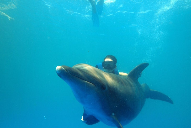 Nager avec de dauphins - Que faire en Australie