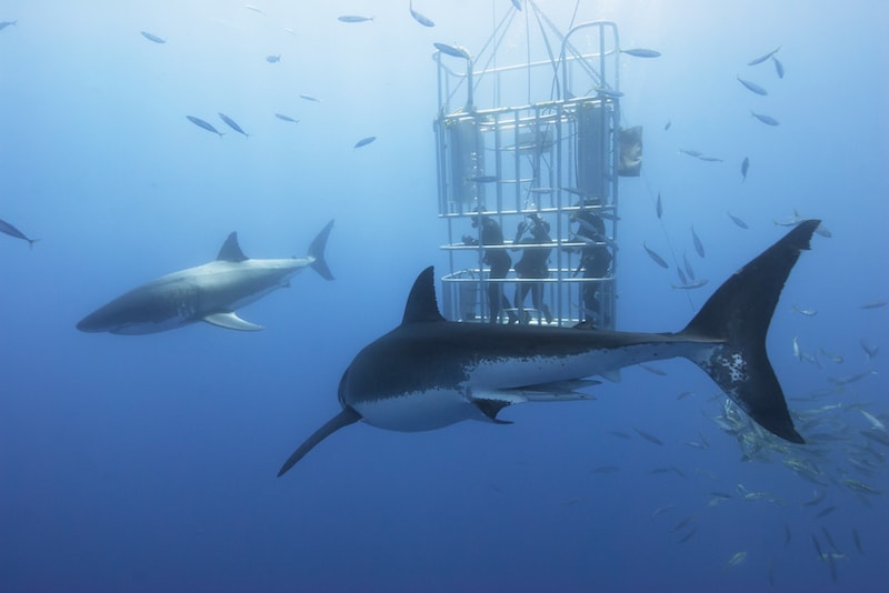 Rencontrer de requins dans leur habitat - Que faire en Australie