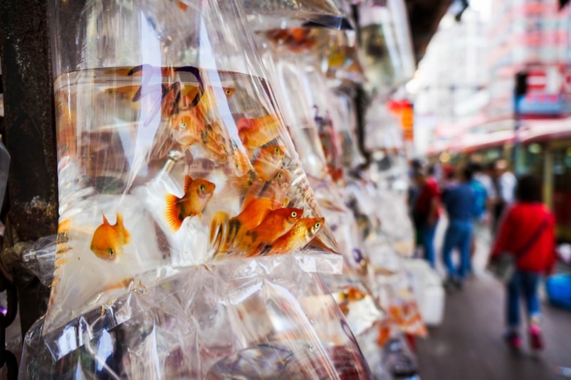 Marché aux poissons rouges - Choses à faire à Hong Kong