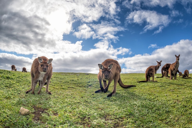 La faune de l'Île Kangourou - Que faire en Australie