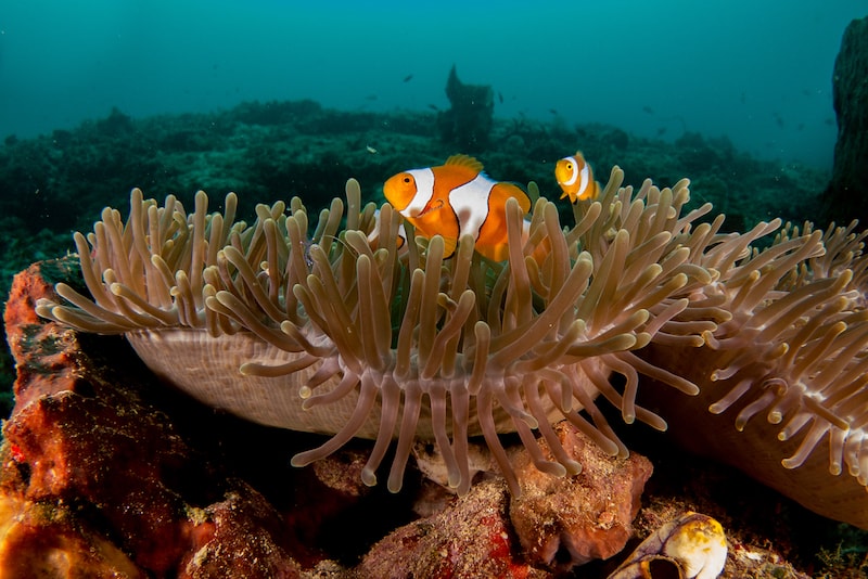 Togean - isole in Asia