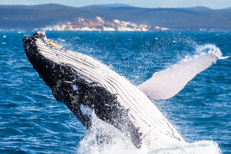 observer les baleines au large - Que faire en Australie