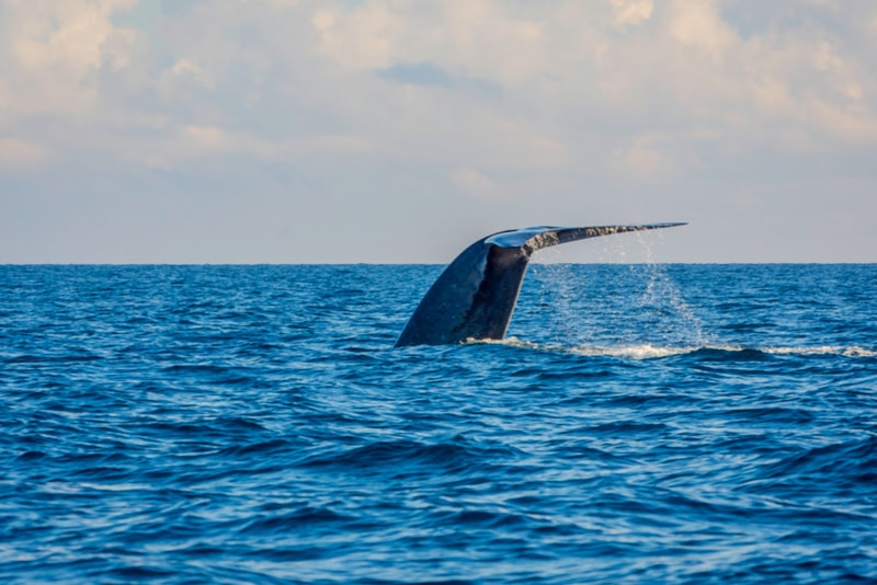 Mirissa Whale Watching - Places to Visit in Sri Lanka