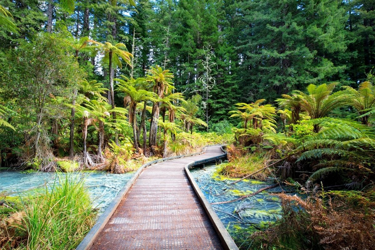 Whakarewarewa Redwood Forest, New Zealand