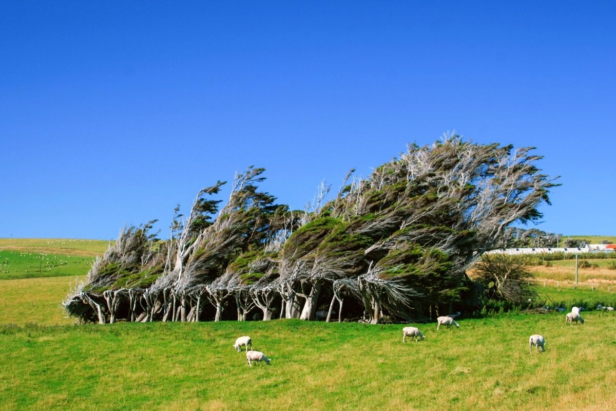 Windswept Trees at The Slope Point, New Zealand