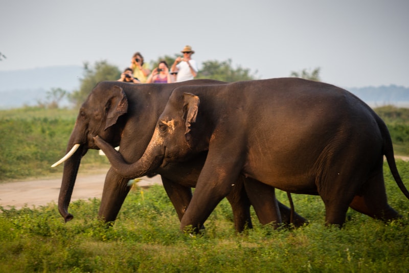 Yala National Park Elephants - Places to Visit in Sri Lanka