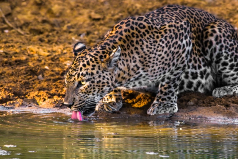 Yala National Park Leopard - Places to Visit in Sri Lanka