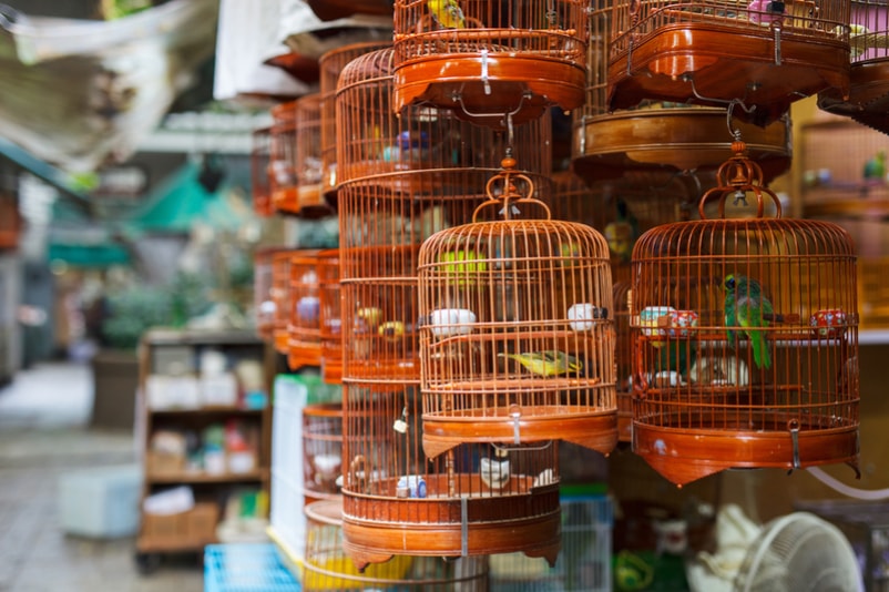 Bird market - Cose da fare a Hong Kong