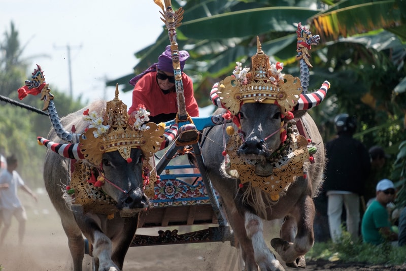 Buffalo Race - Unterhaltsames in Bali