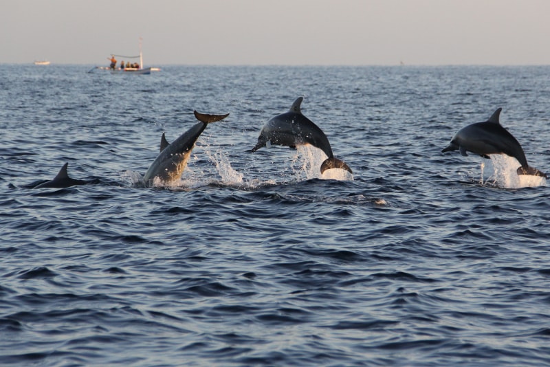 Observación de delfines en lovina - Cosas divertidas para hacer en Bali