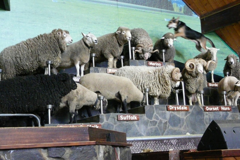 Farm Show at Agrodome - Fun things to do in New Zealand 