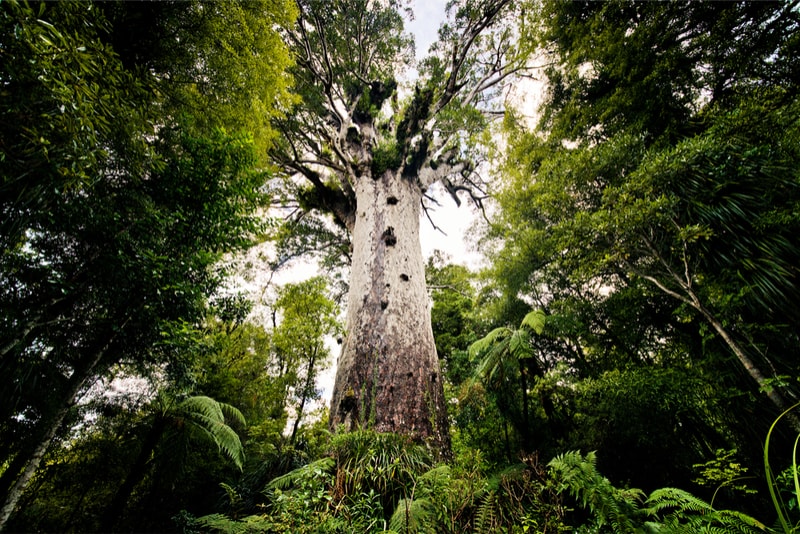 Tāne Mahuta largest kauri tree - Fun things to do in New Zealand 