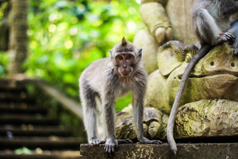 Ubud Sacred Monkey Forest - Unterhaltsame Aktivitäten in Bali