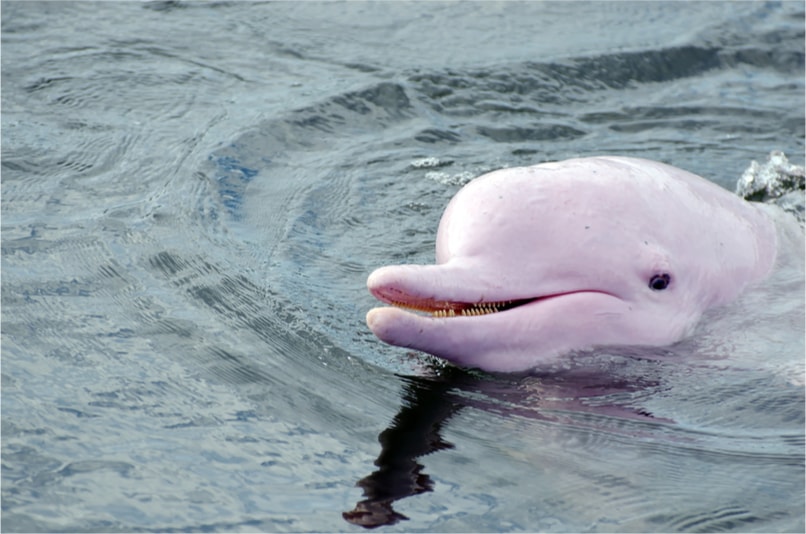 The pinkest dolphin - Cose da fare a Hong Kong