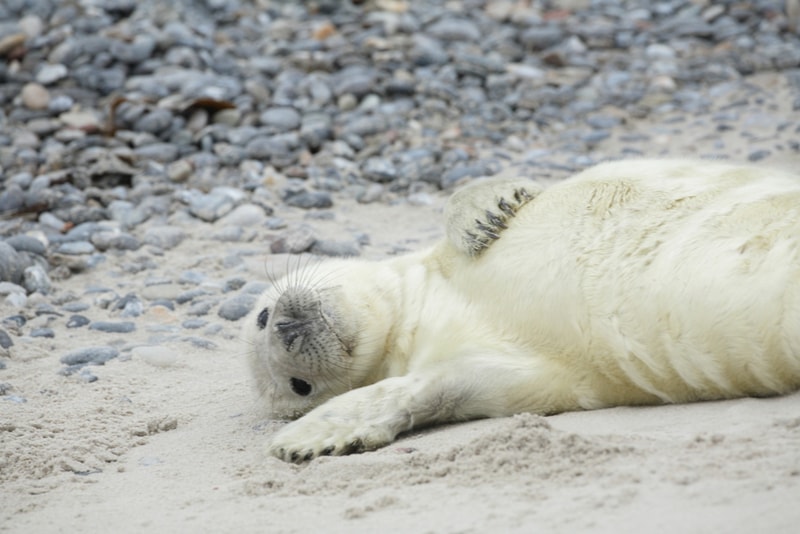 Seal pup playing on the beach - Fun things to do in New Zealand 