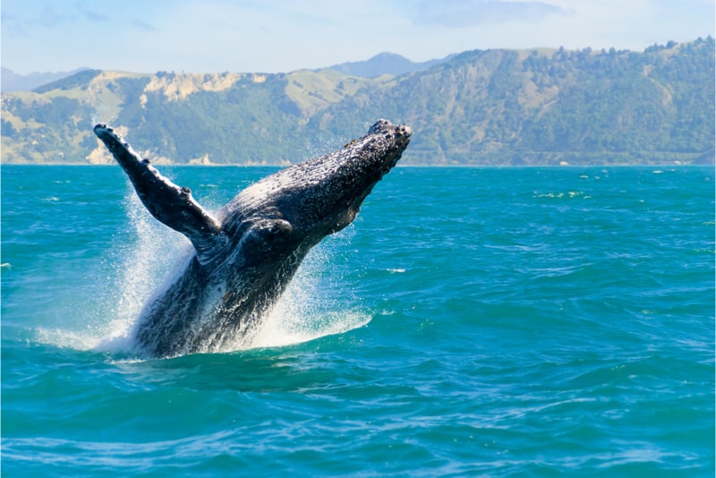 Spotting a whale - Fun things to do in New Zealand 