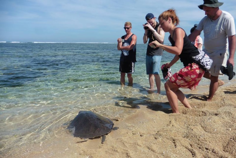 Santuario de cría de tortugas - Cosas divertidas para hacer en Bali