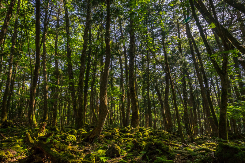 Aokigahara day trips from Tokyo