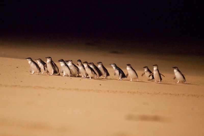 Desfile de pinguins em Phillip Island