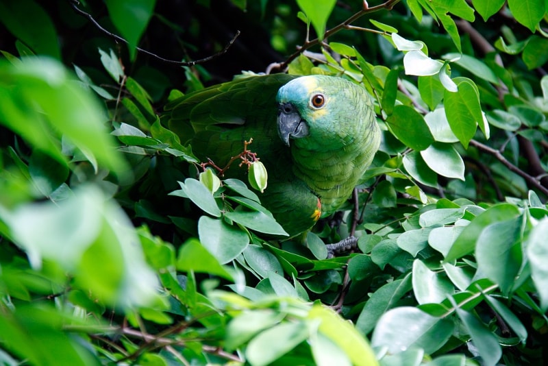 Tijuca rainforest wildlife