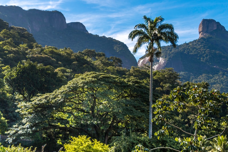 Tijuca rainforest