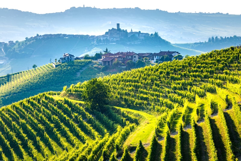 tuscan vineyards