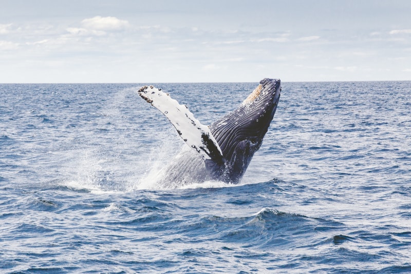 excursion de avistamiento de ballenas
