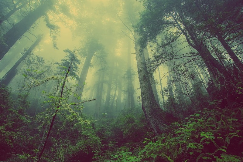 Aokigahara Forest