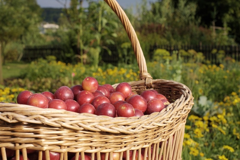 Fuji Fruit Picking