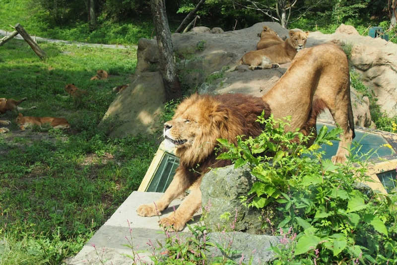 Fuji Safari Park