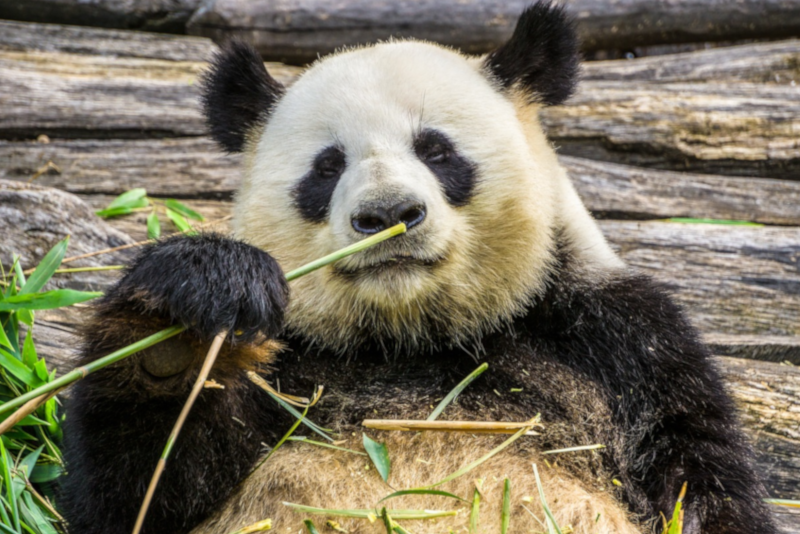 Giant Panda - things to do in Shanghai