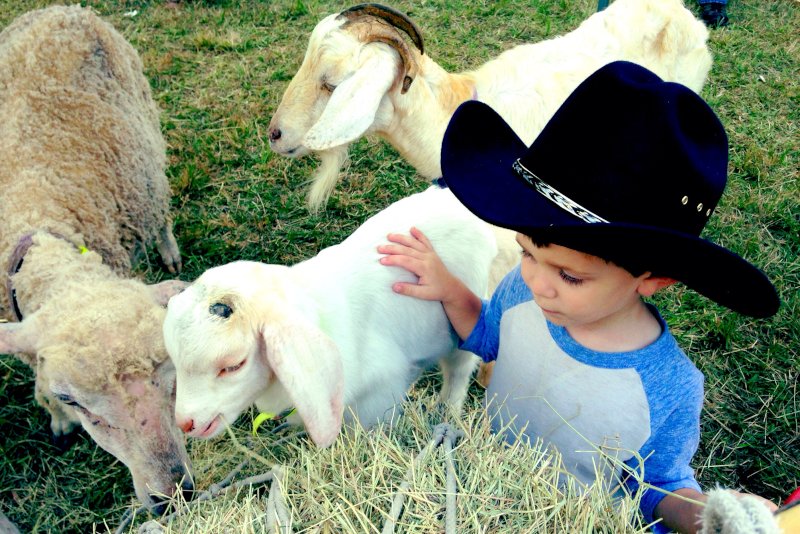 Catskill Animal Sanctuary