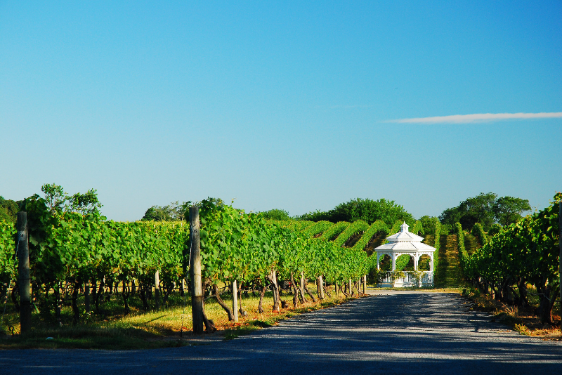 Long Island wineries day trips from New York City