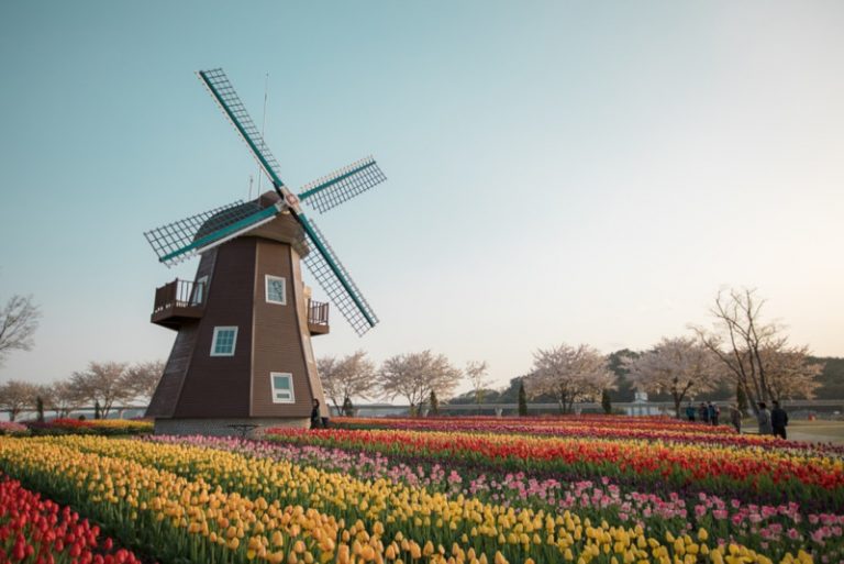 Keukenhof Tulips Gardens Tickets Price All you Need to Know 2023