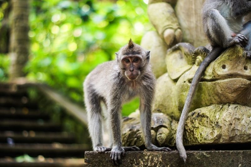 Sacred Monkey Forest Sanctuary, Bali, Indonesia - #24 best places to visit in Central Bali