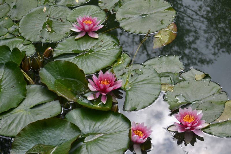 Excursiones de un día a Blue Lotus Water Garden desde Melbourne