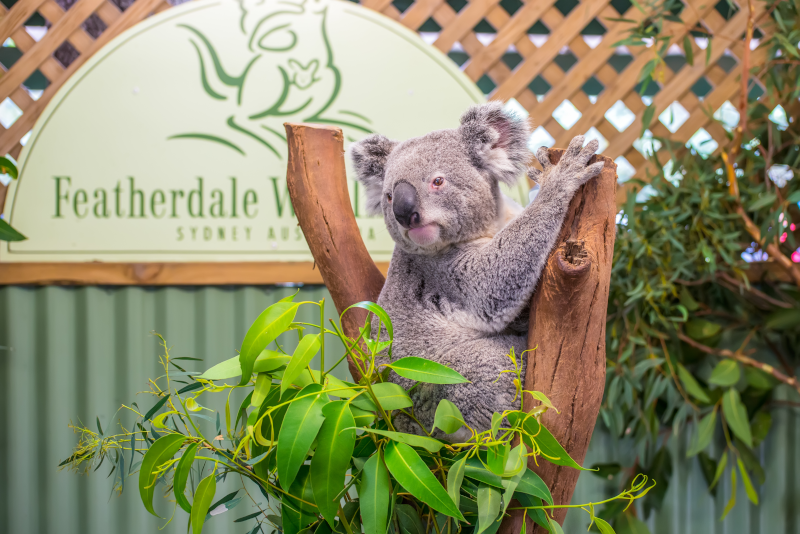 Featherdale Wildlife Park day trips from Sydney