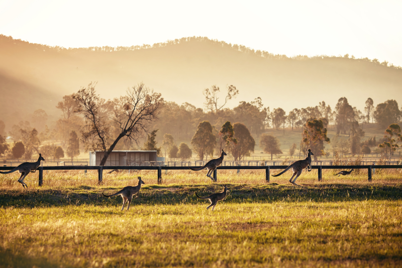 Tagesausflüge nach Hunter Valley ab Sydney