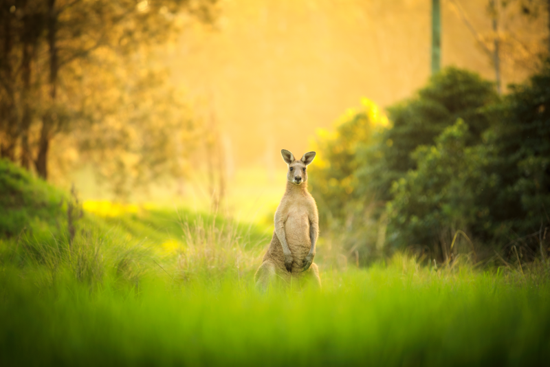 Excursiones de un día a Kangaroo Valley desde Sydney