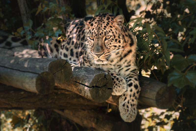 Werribee Open Range Zoo day trips from Melbourne
