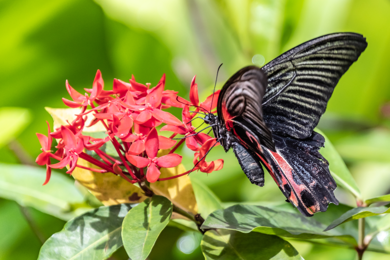 Butterfly Park - N ° 20 des meilleurs parcs d'attractions à Singapour