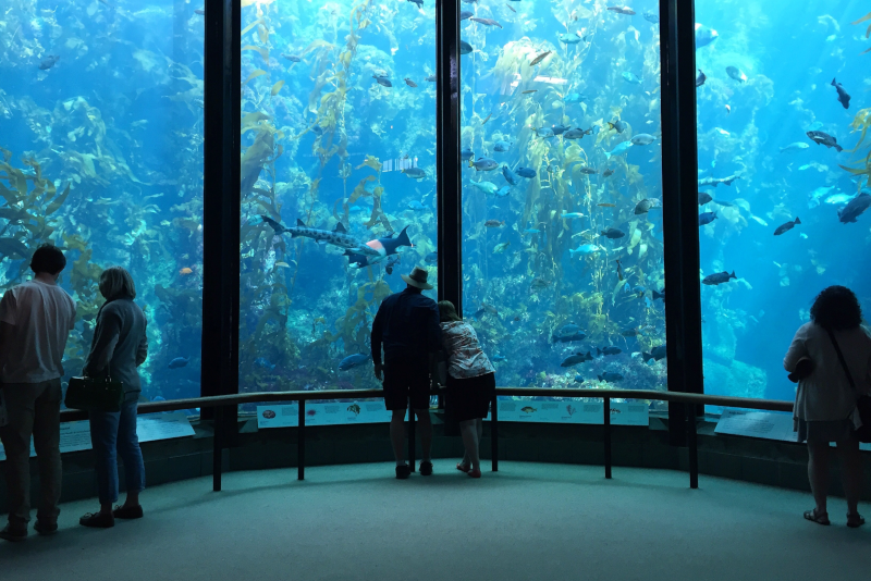 Monterey Bay Aquarium #20 theme parks in California