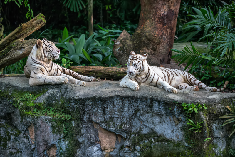 Singapore Zoo - #5 best theme parks in Singapore