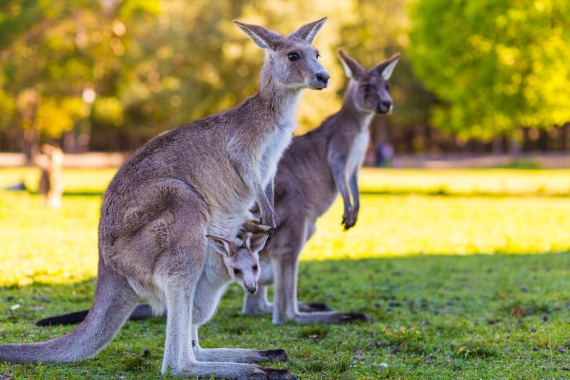 Currumbin Wildlife Sanctuary - #14 Gold Coast theme parks