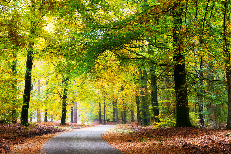 Tagesausflüge in den Nationalpark Hoge Veluwe ab Amsterdam